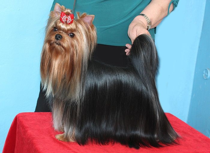 RUS MIRIAN STYLE ROYAL BOUTIQUE PREZENT — Labaza DogPedigree YorkshireTerrier